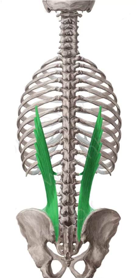 Musculus Erector Spinae мышца